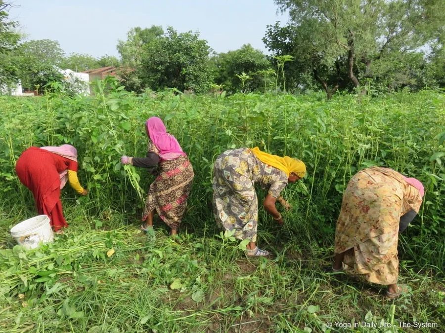Tall guar phali bushes being cut and sent to gaushala, end of summer produce