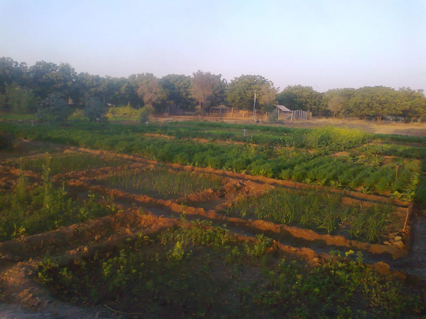 the winter garden at its peak