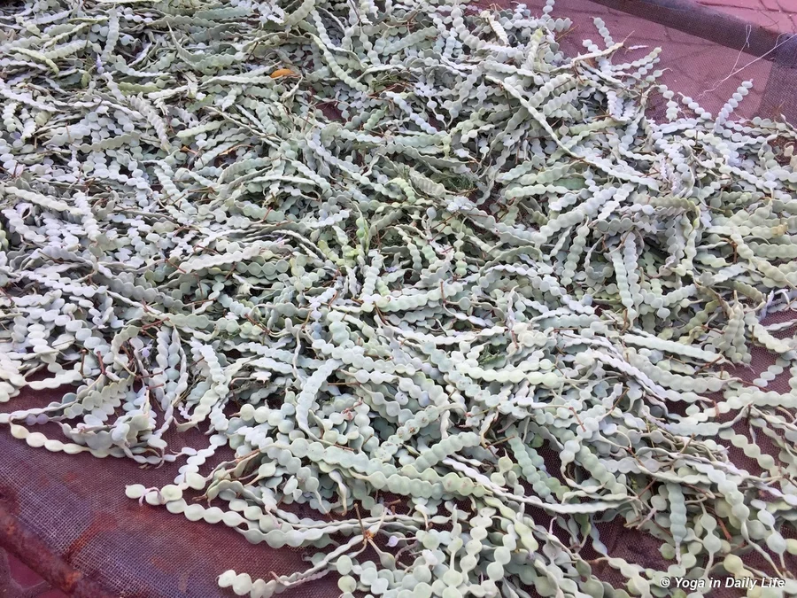 These deshi babool pods will be powdered and used as a medicine