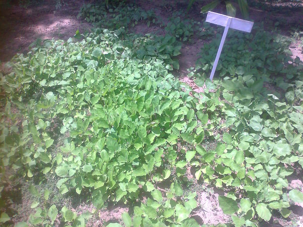 this years eggplant ready to go