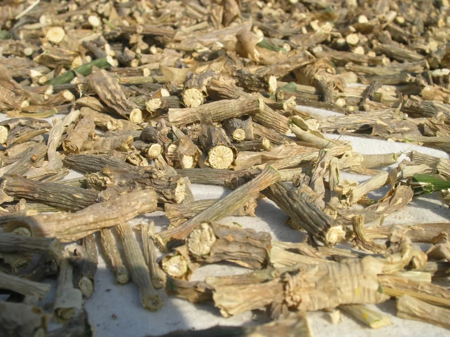 tinospora-cordifolia-cut-and-drying-in-the-winter-sun-according-to-swamijis-instructions