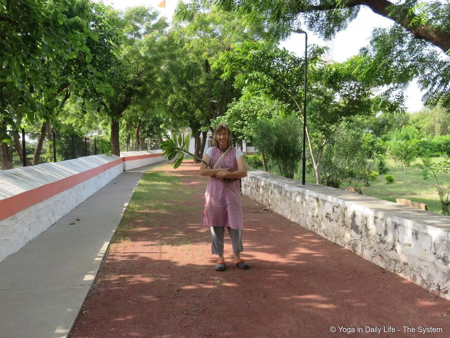 transplanting frangipani from Shiv Bagh to Office Garden