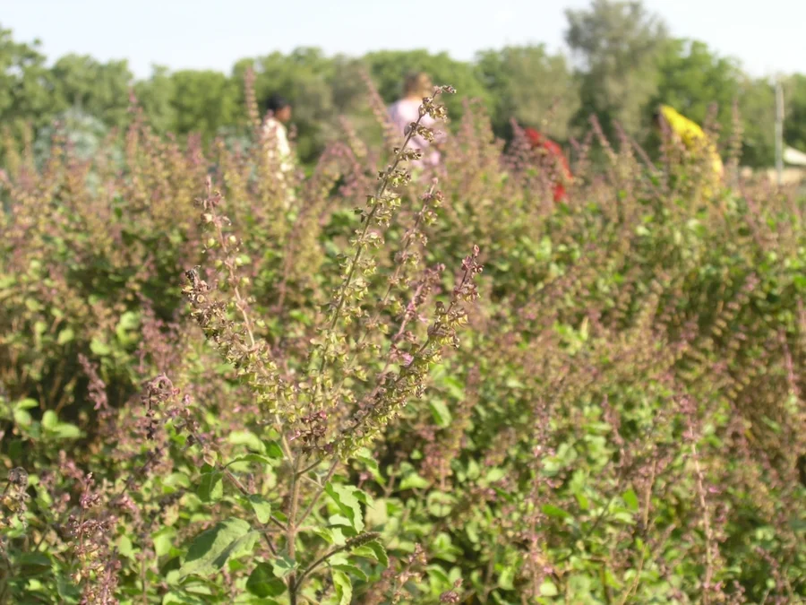 tulsi-in-full-bloom