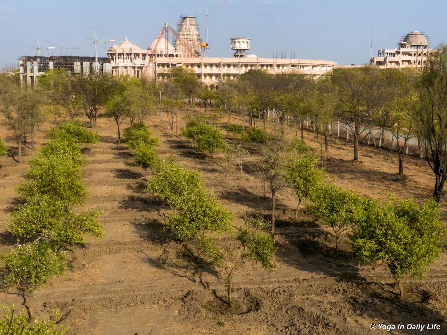 Upper lemon orchard prepared for flood irrigation