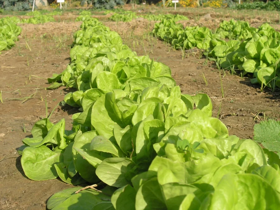 wonderful-butter-lettuce