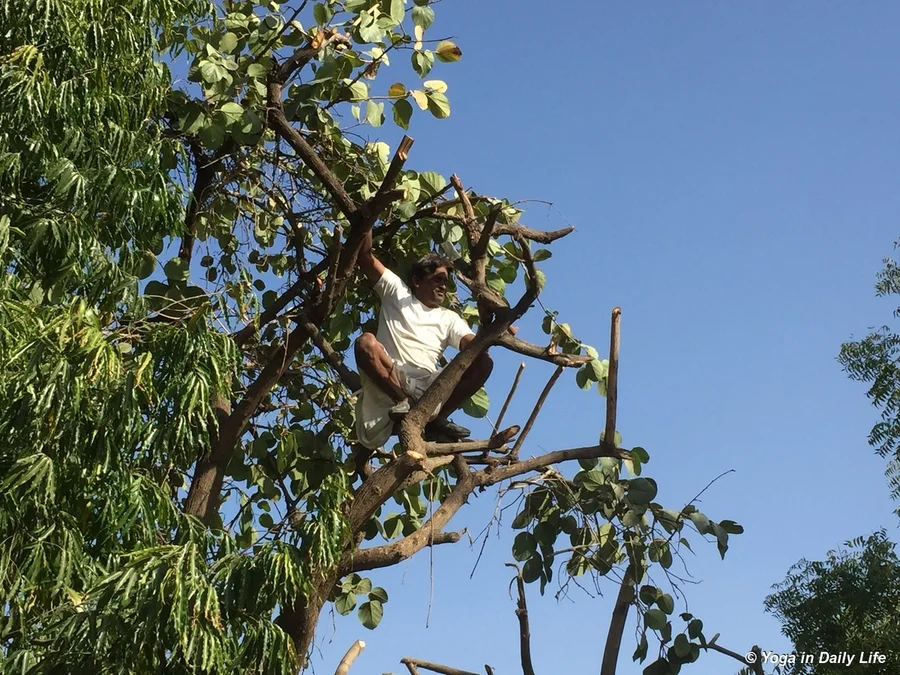 Workshop garden gundas getting first decent pruning in 20 years