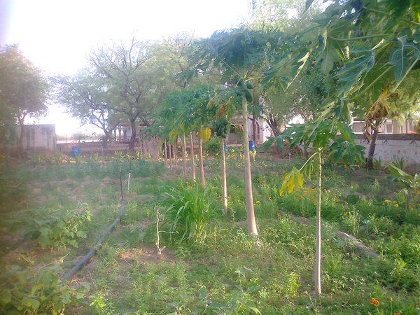 May news from Jadan Gardens