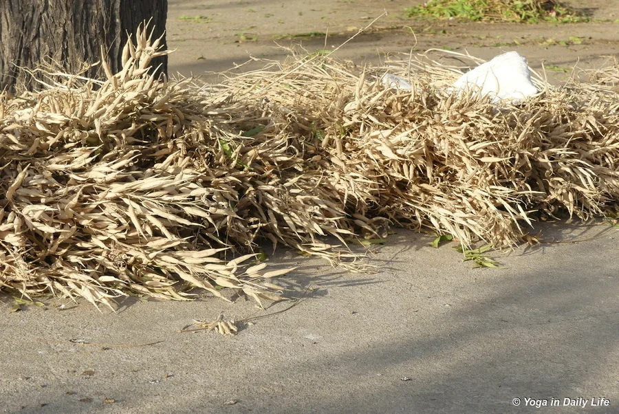 yellow mustard harvest 2019