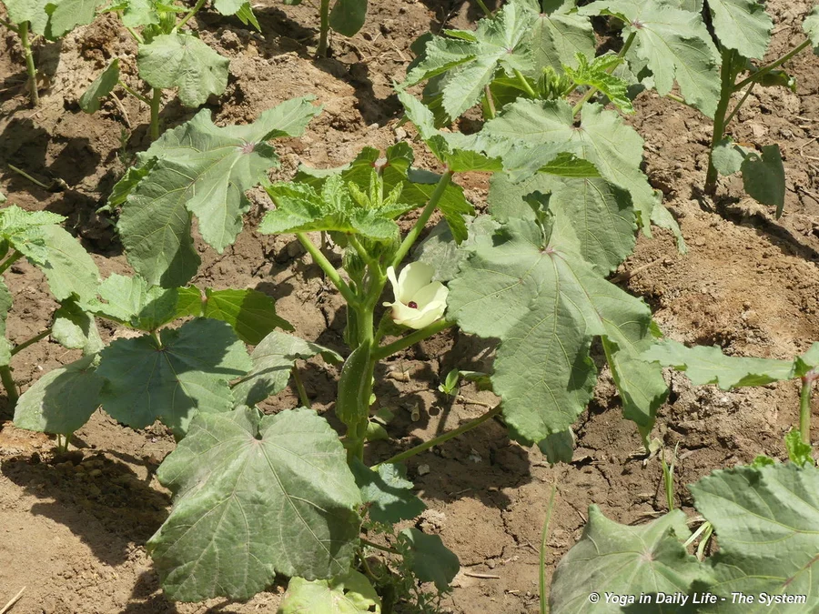 Young heirloom bhindi or okra plant